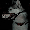 Profile picture of Ashlyn Laho