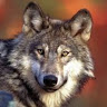 Profile picture of Noah Williams